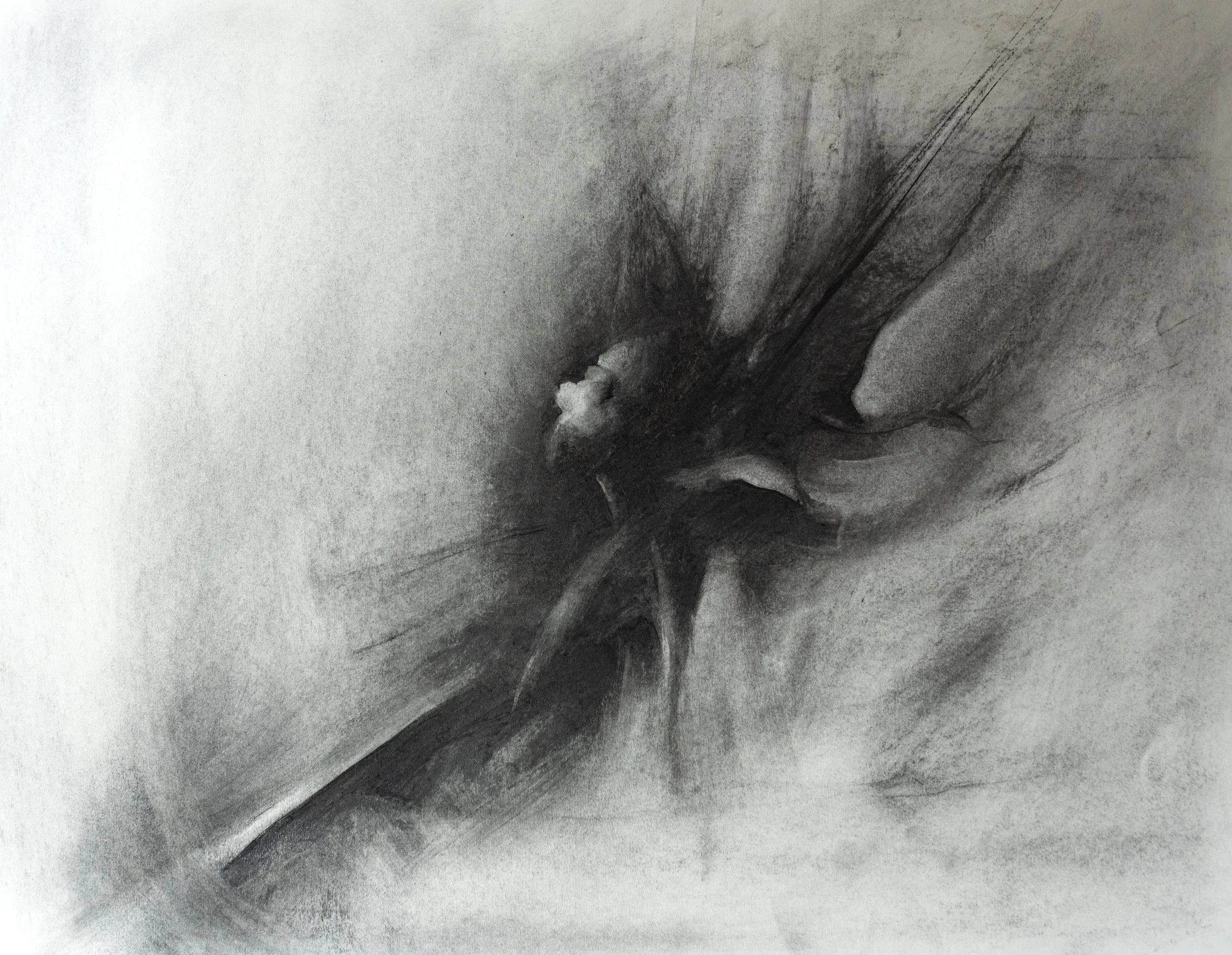 Hibiscus (Pre-Dawn) 18" x 24" Charcoal on Paper. 2026