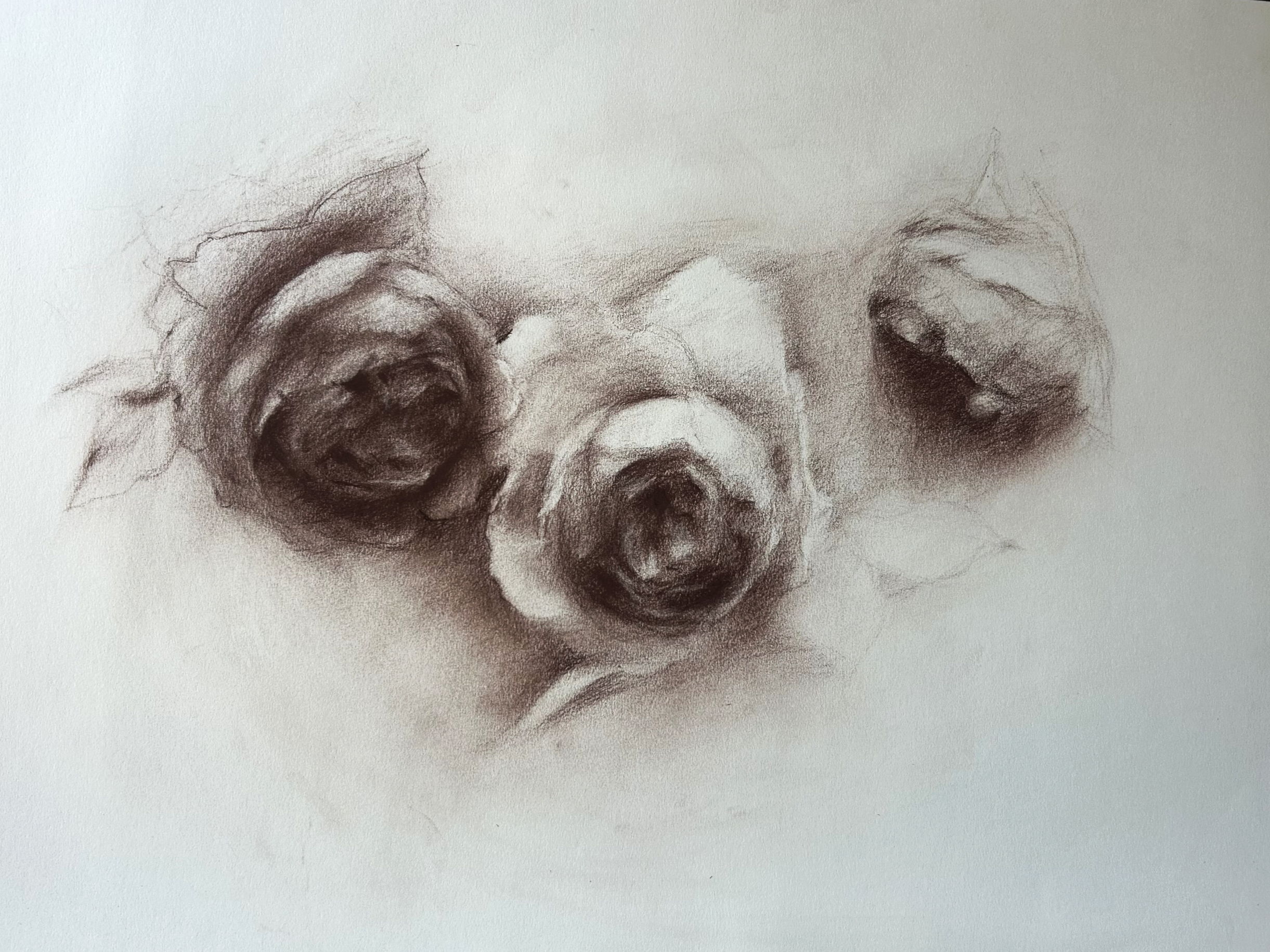 Roses (Threshold Test), Sepia (Conte) on Strathmore Paper, 18" x 24". 2025