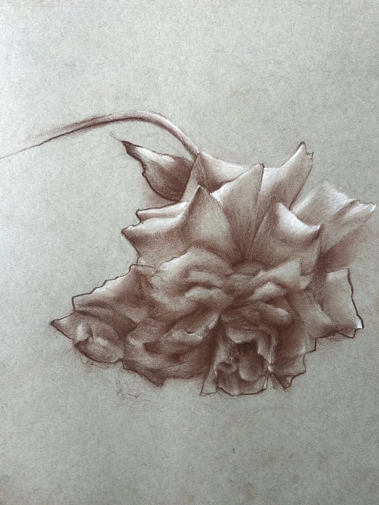 Untitled, 9" x 12", Sepia and Chalk on Toned Paper. 2026