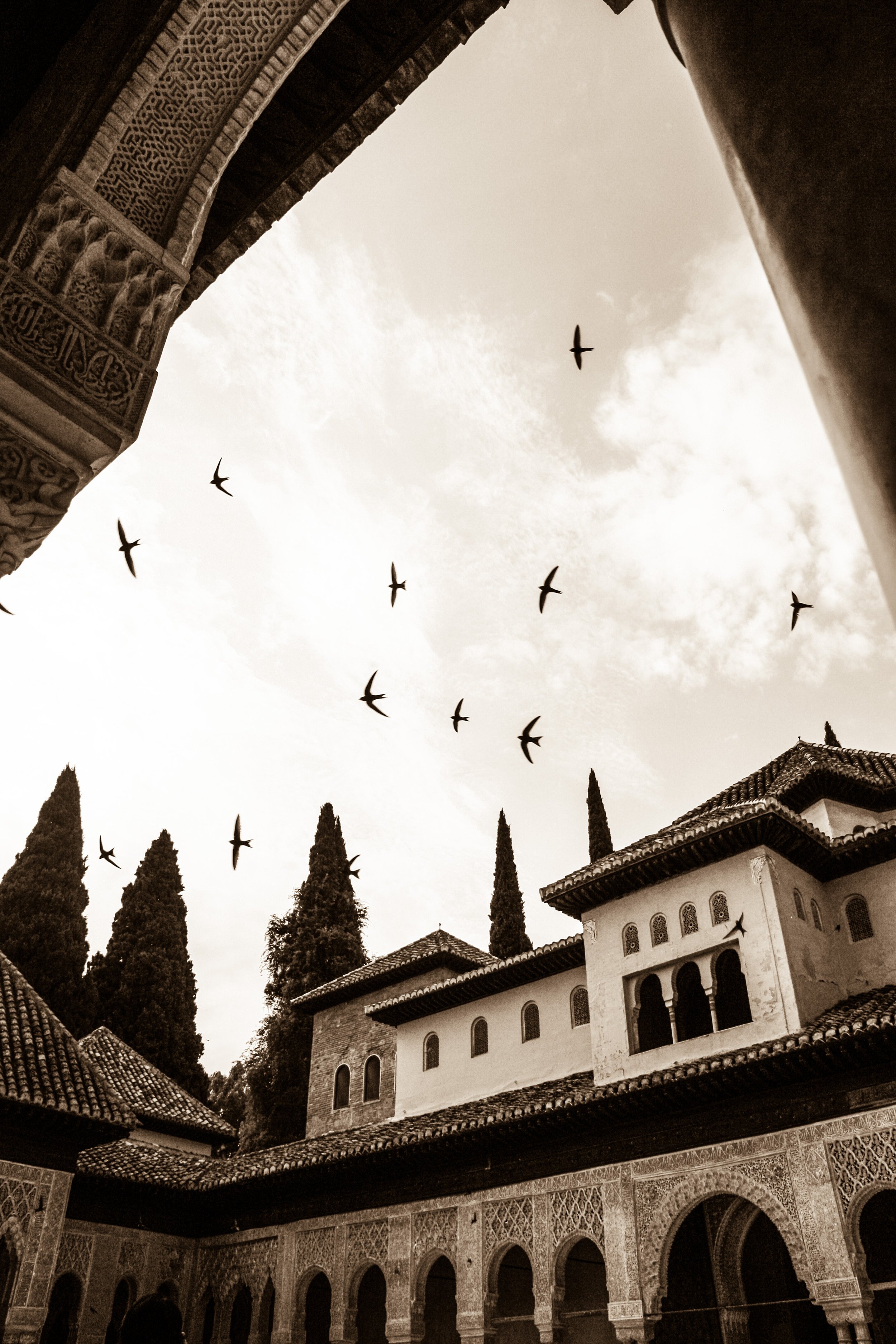 Sparrows flying in Alhambra