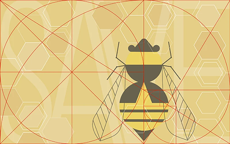 beeprocess.jpg