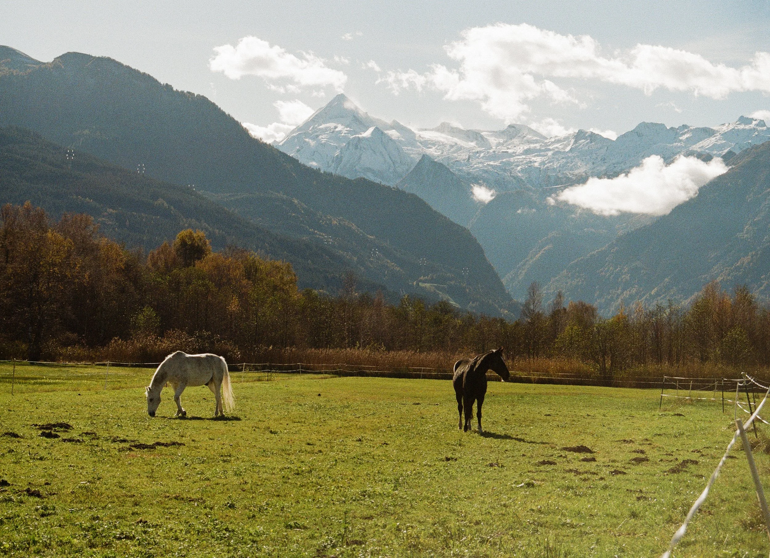 Two horses grazing in a green field with a mountain range in the background, including snow-capped peaks and partly cloudy sky.