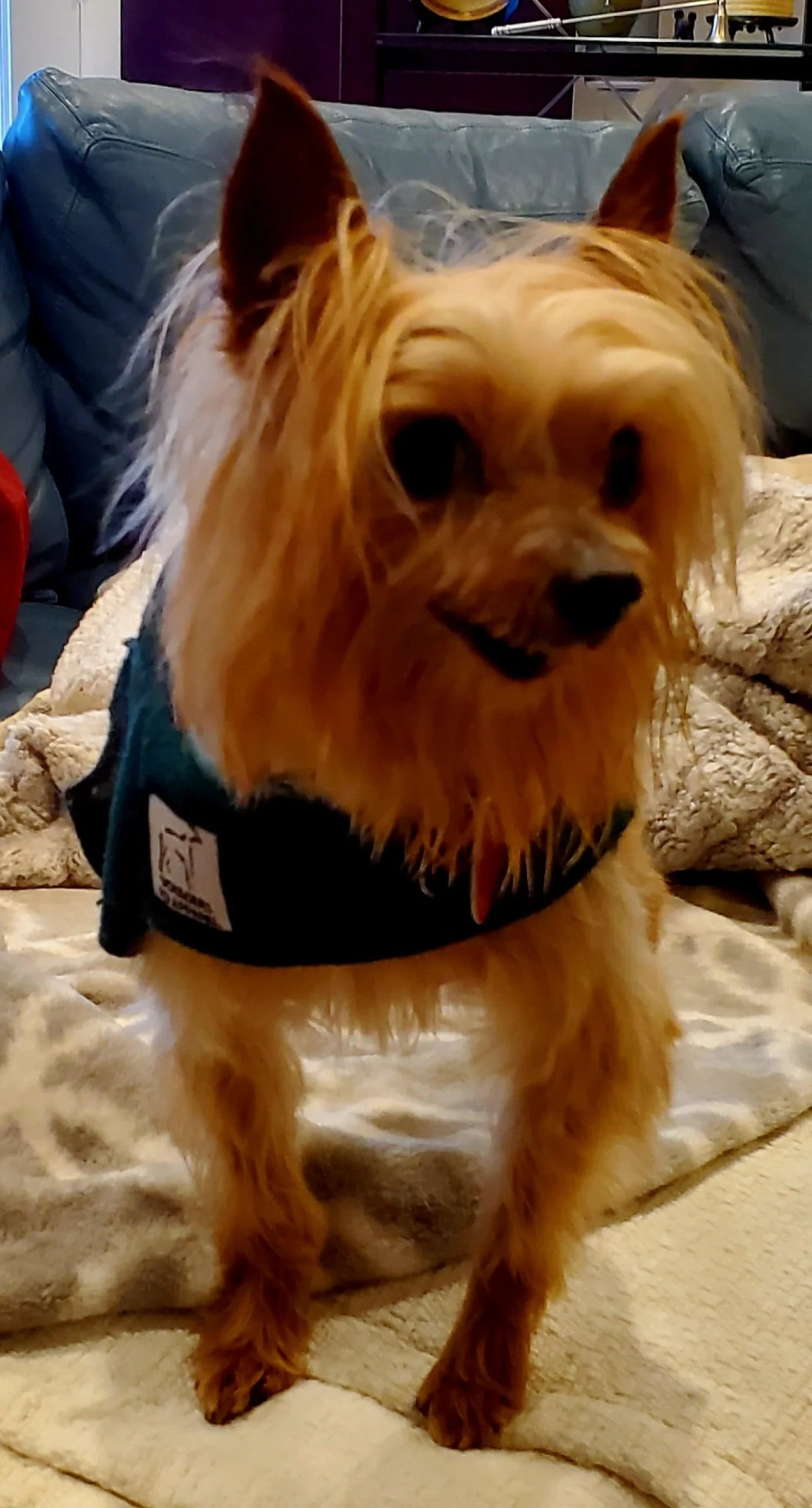 A small dog with long, shaggy, golden fur standing on a blanket on a sofa. The dog has large, pointed ears and is wearing a blue harness. The background shows a dark blue sofa and some shelves.