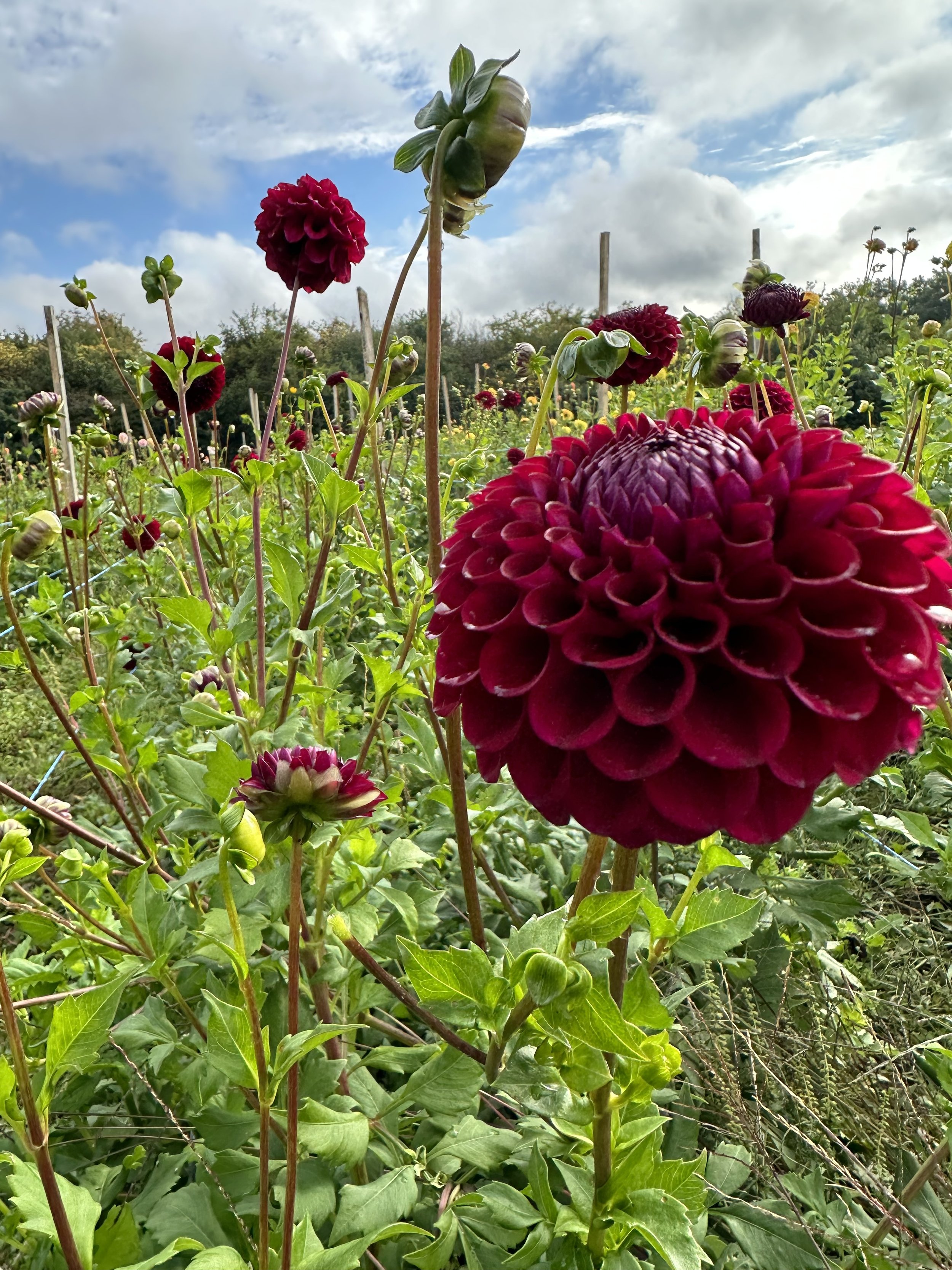 IMG_3945.jpeg