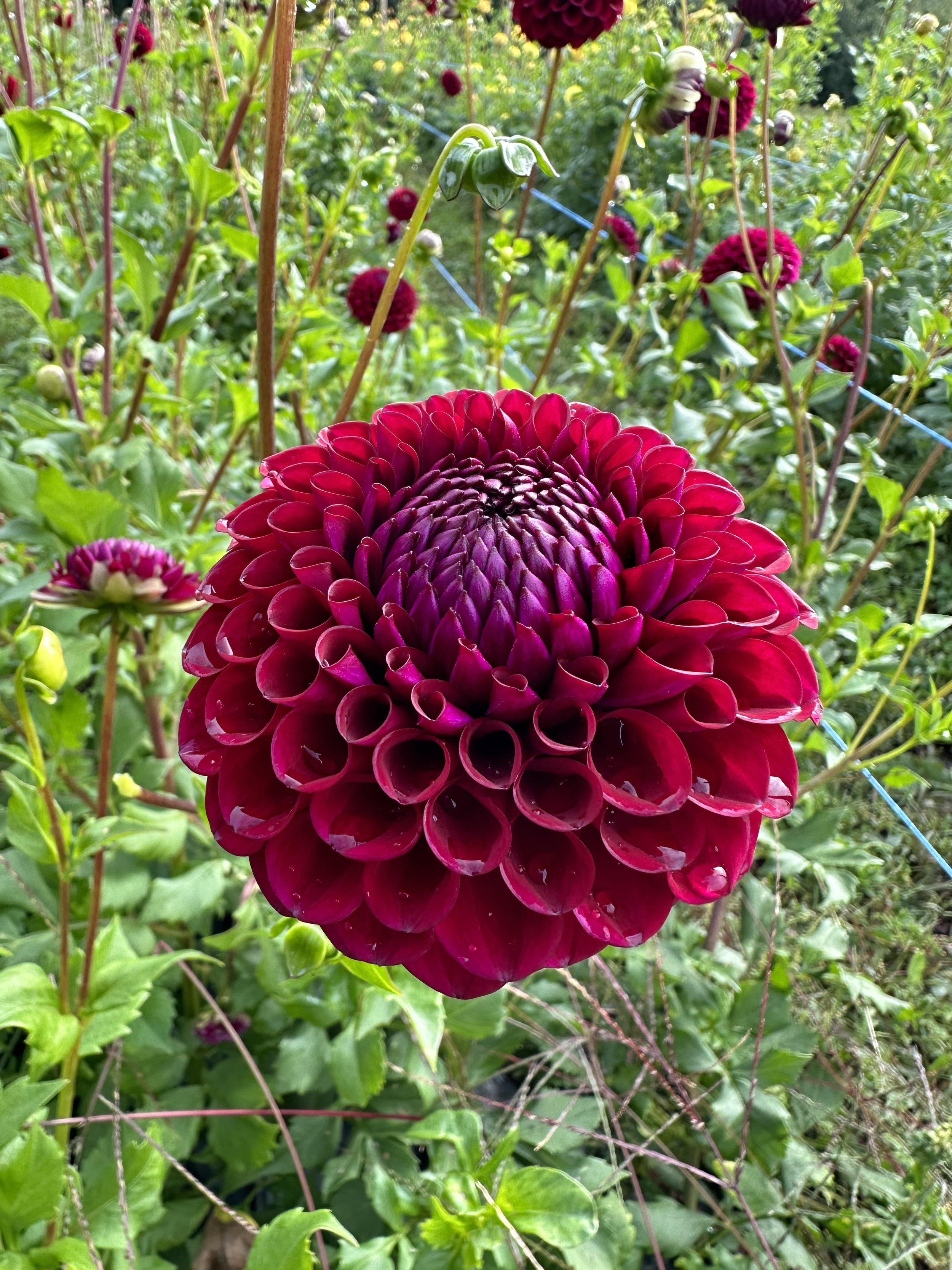 IMG_3947.jpeg