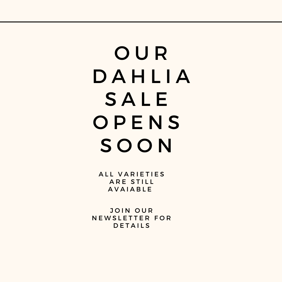 March 1st - Dahlia Tuber Sale opening