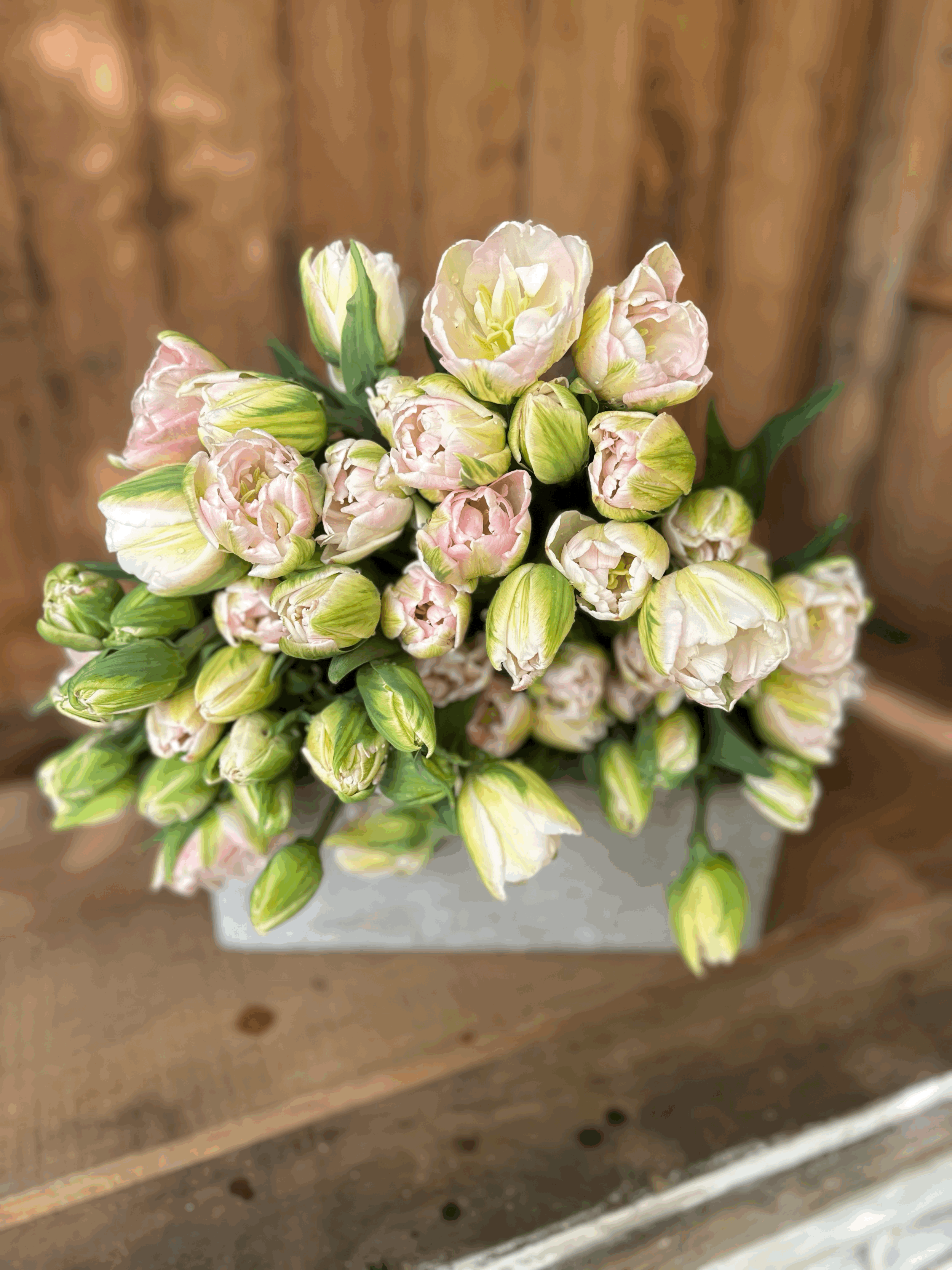 Tulip - Double Peony Angelique