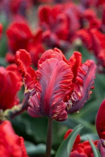 Tulip - Rococo Parrot