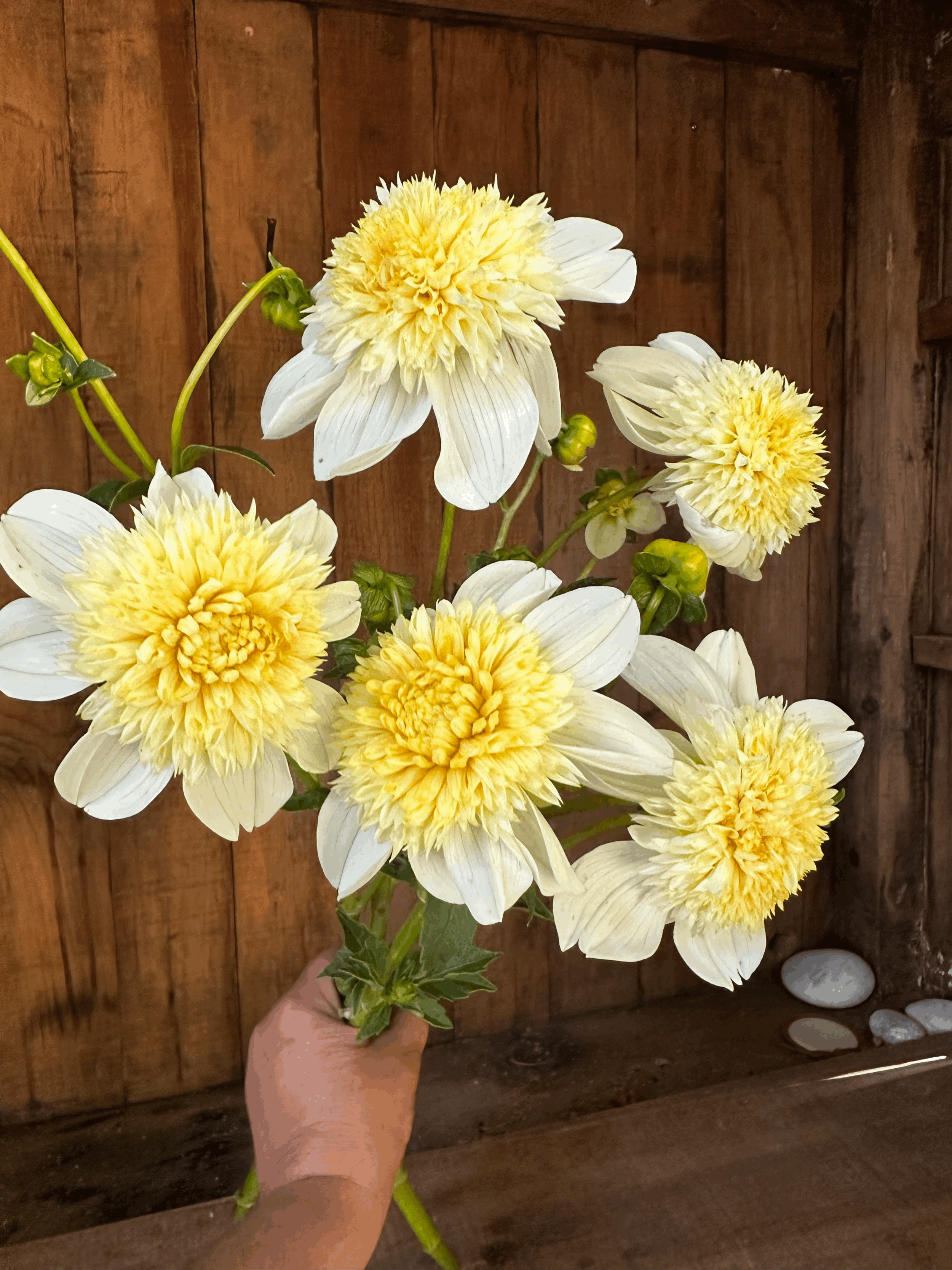 Anemone Platinum Blonde