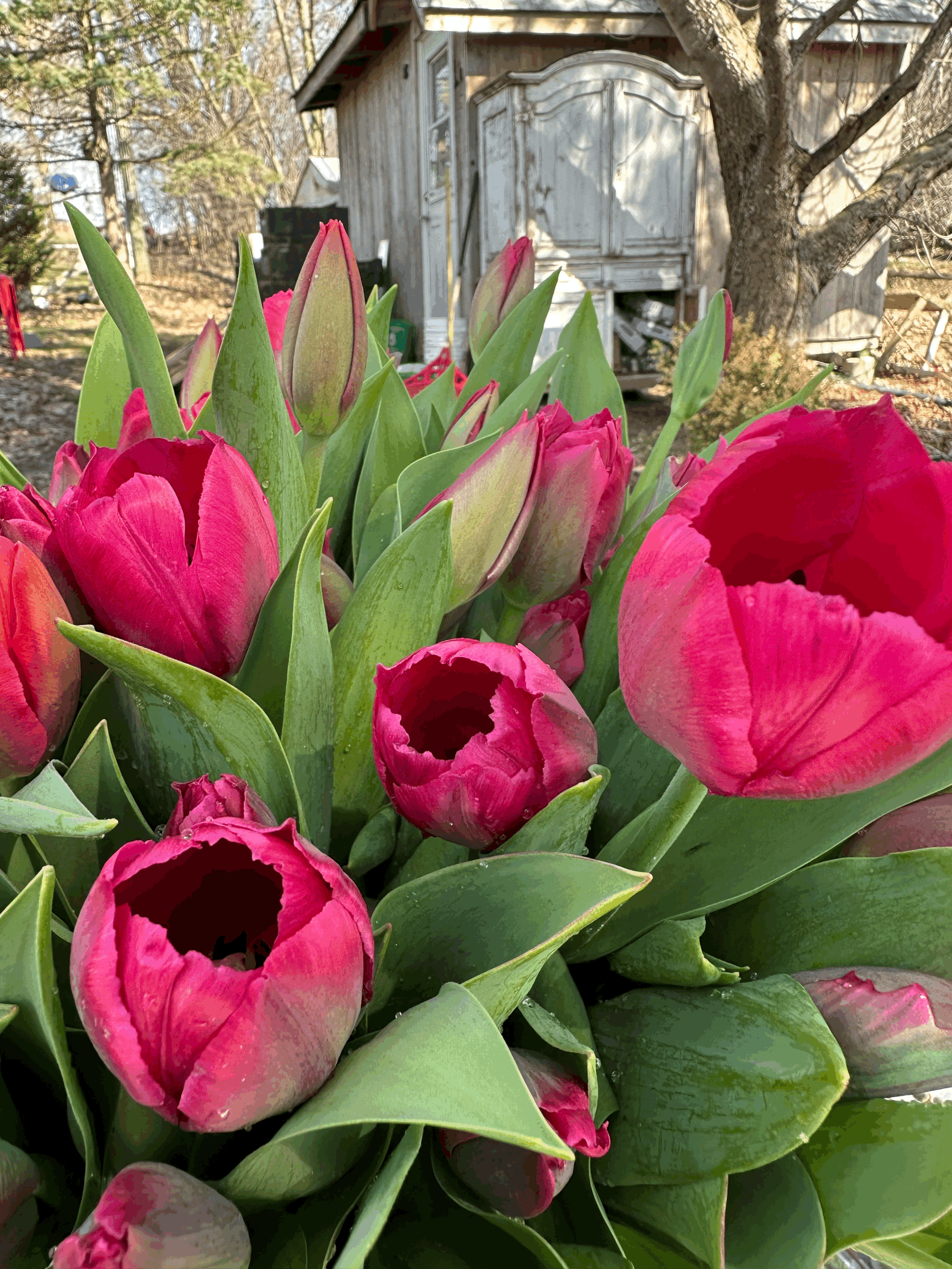 Tulip - Lady Van Eijk