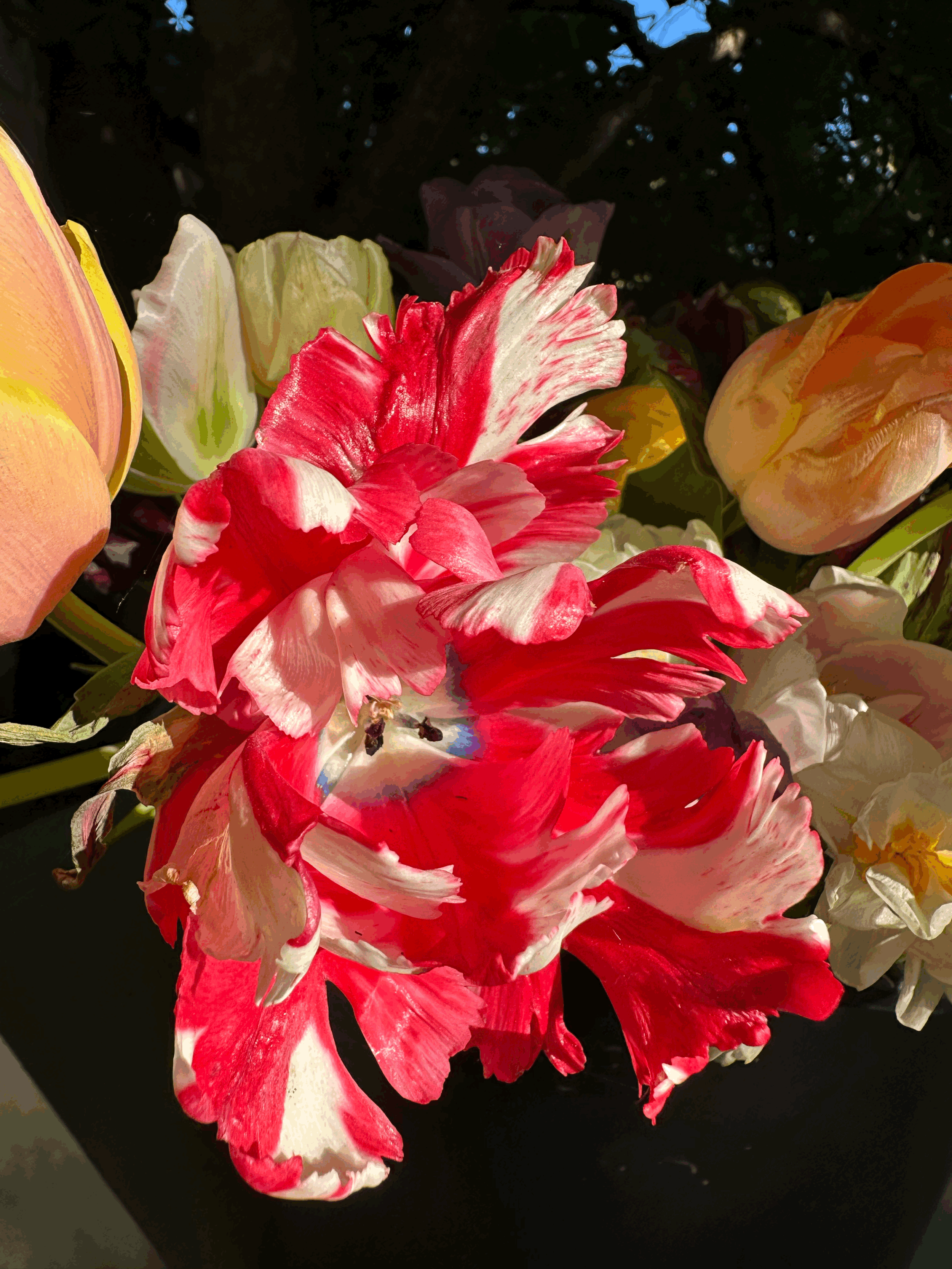 Tulip - Estella Rynveld