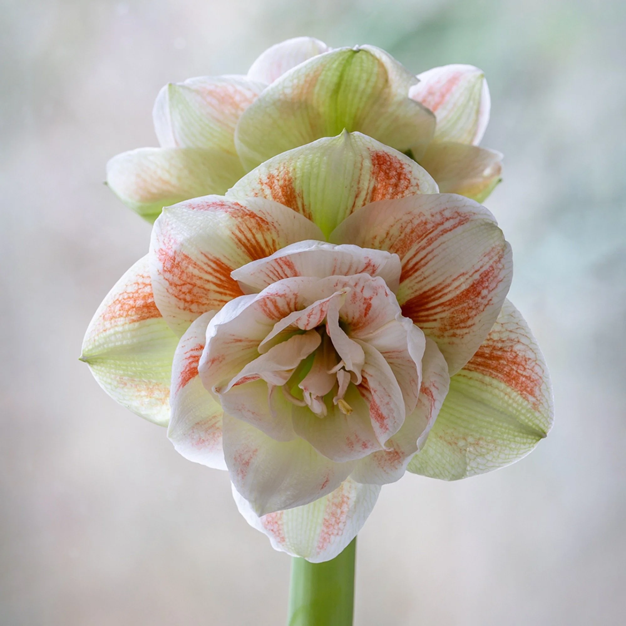 Nymph Amaryllis bulb or kit (28+size bulb)