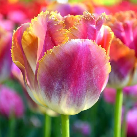 Tulip - Miami Sunset