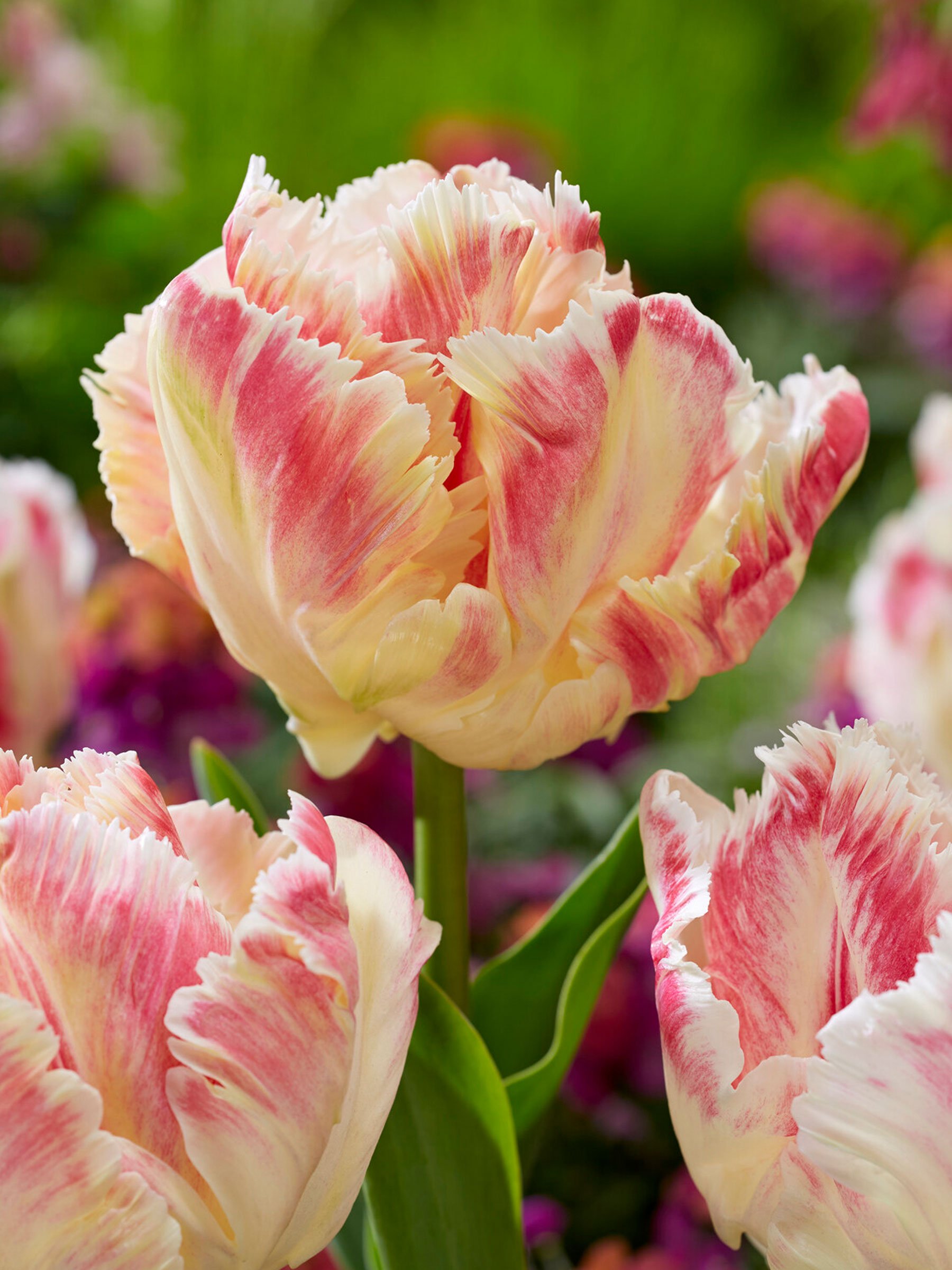 Tulip - Blushing Parrot