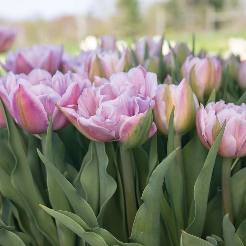 Katinta tulip.JPG