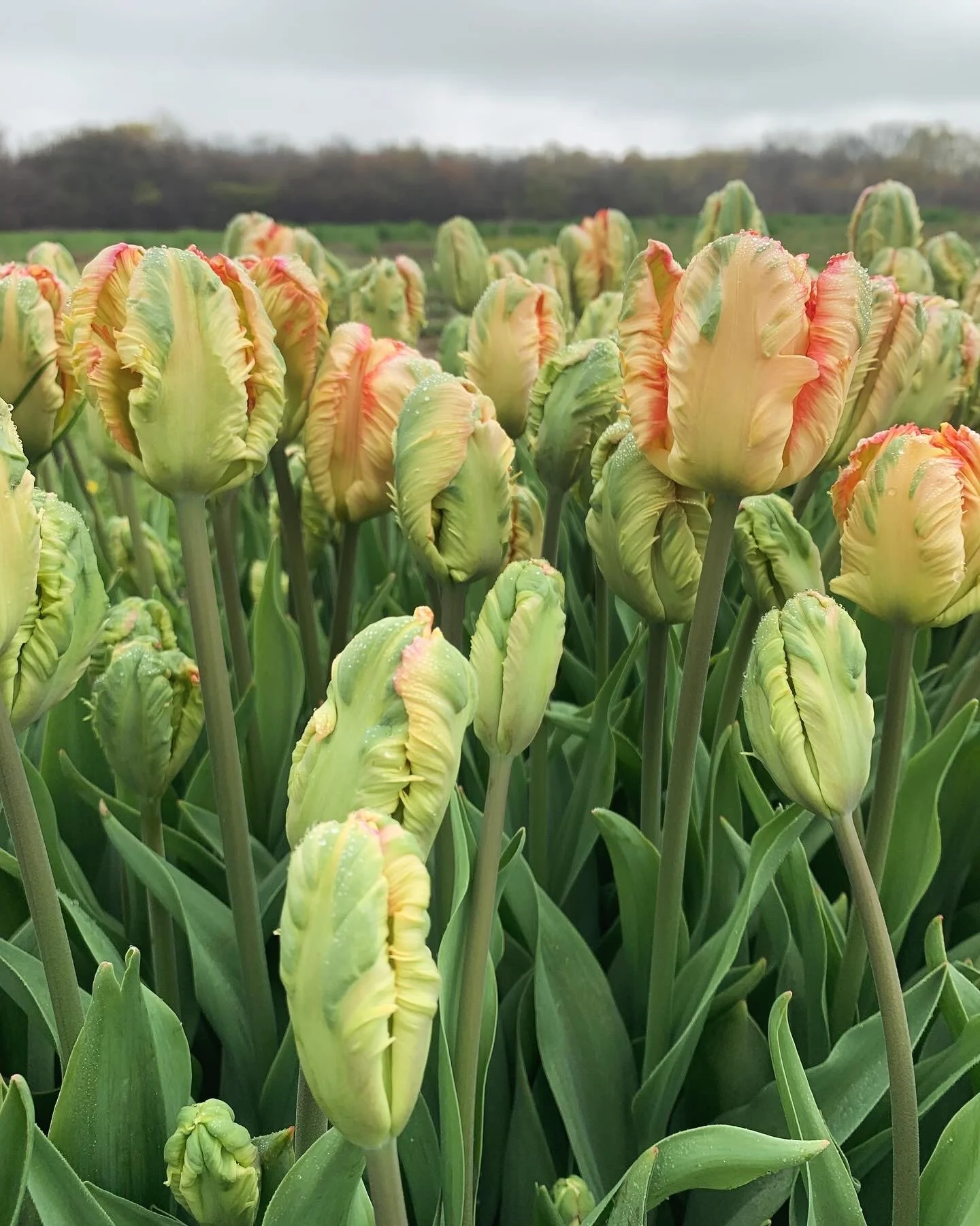apricot parrot tulips in the field