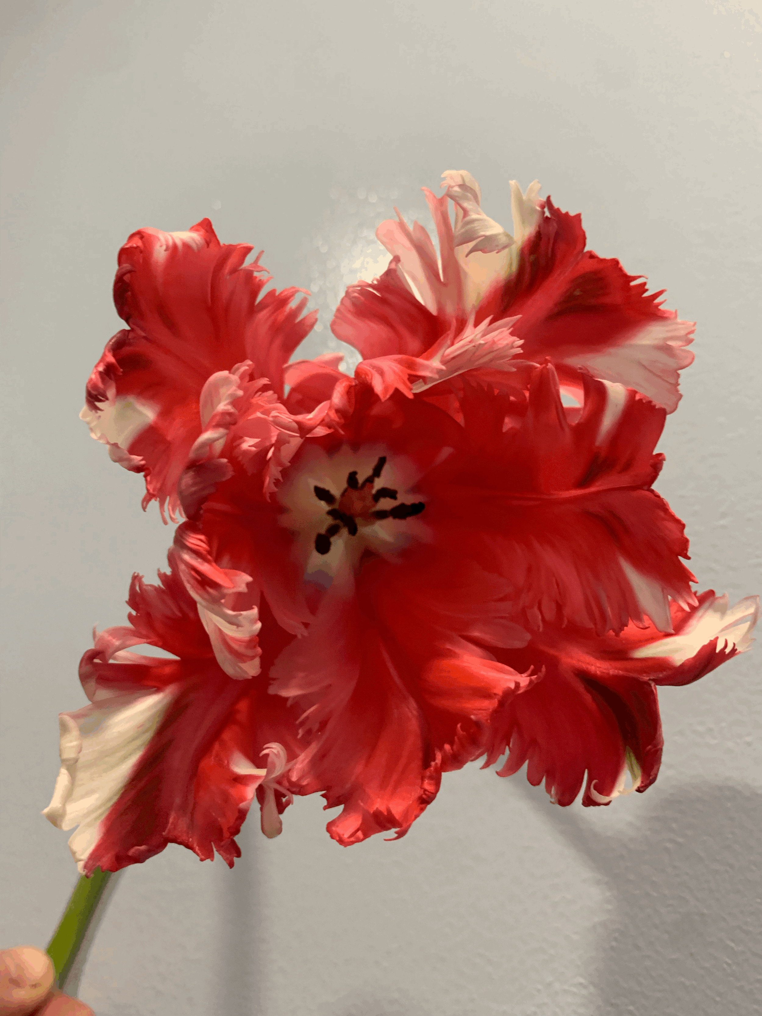 tempImageEneR1A.gif