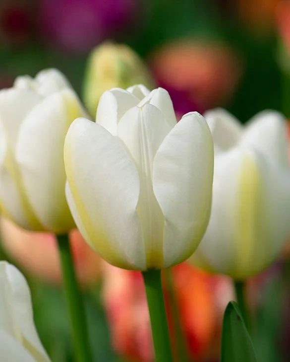 Tulip - Angel Wish