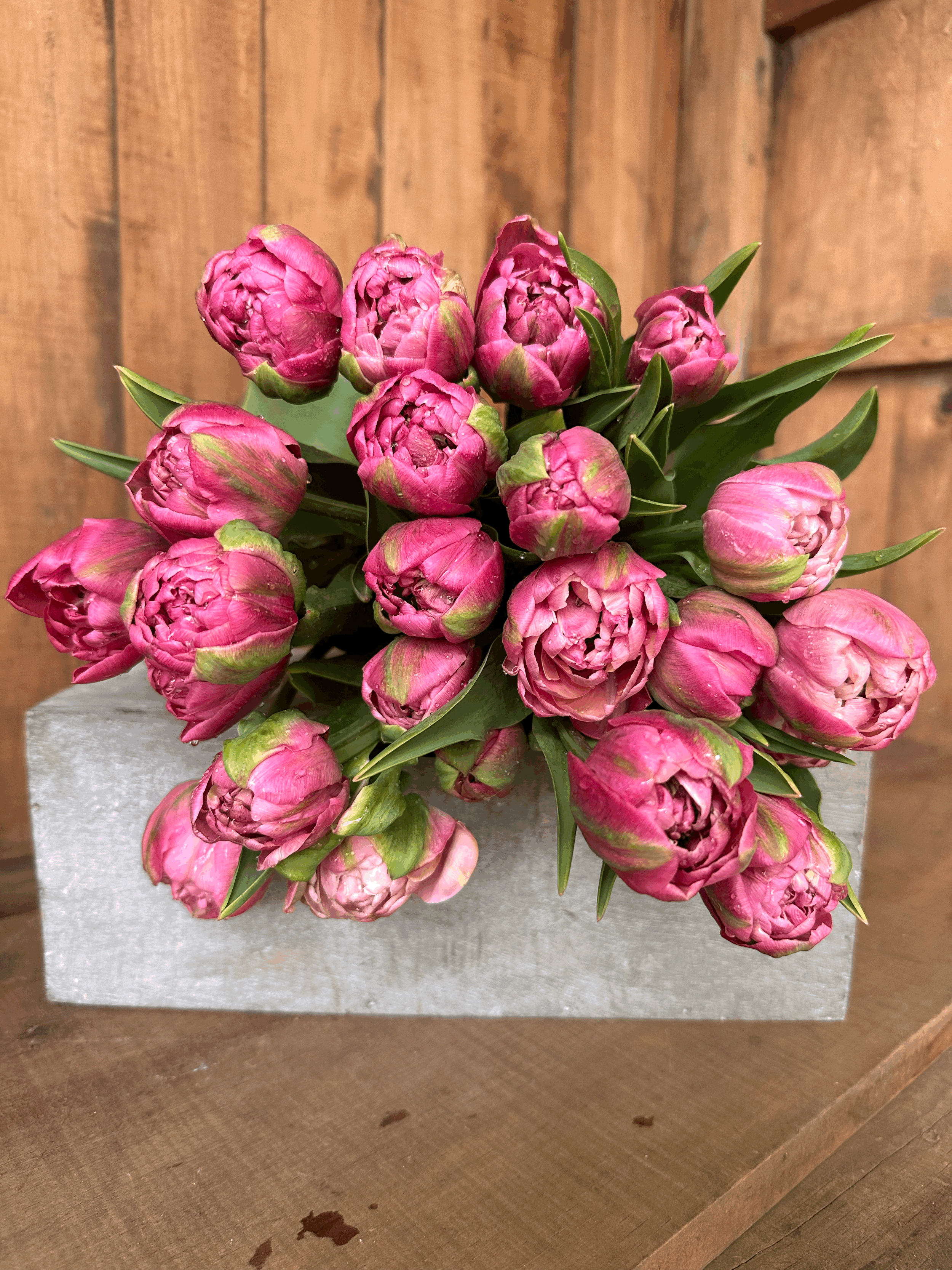 Tulip - Aveyron