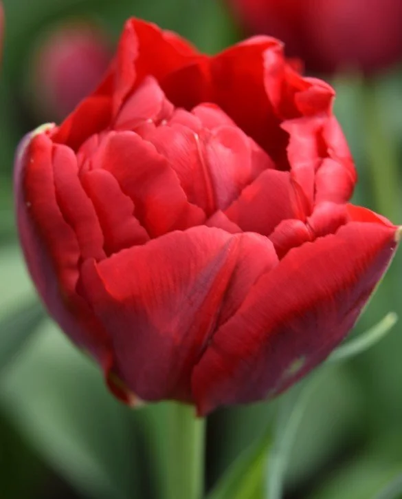 scarlet verona.JPG