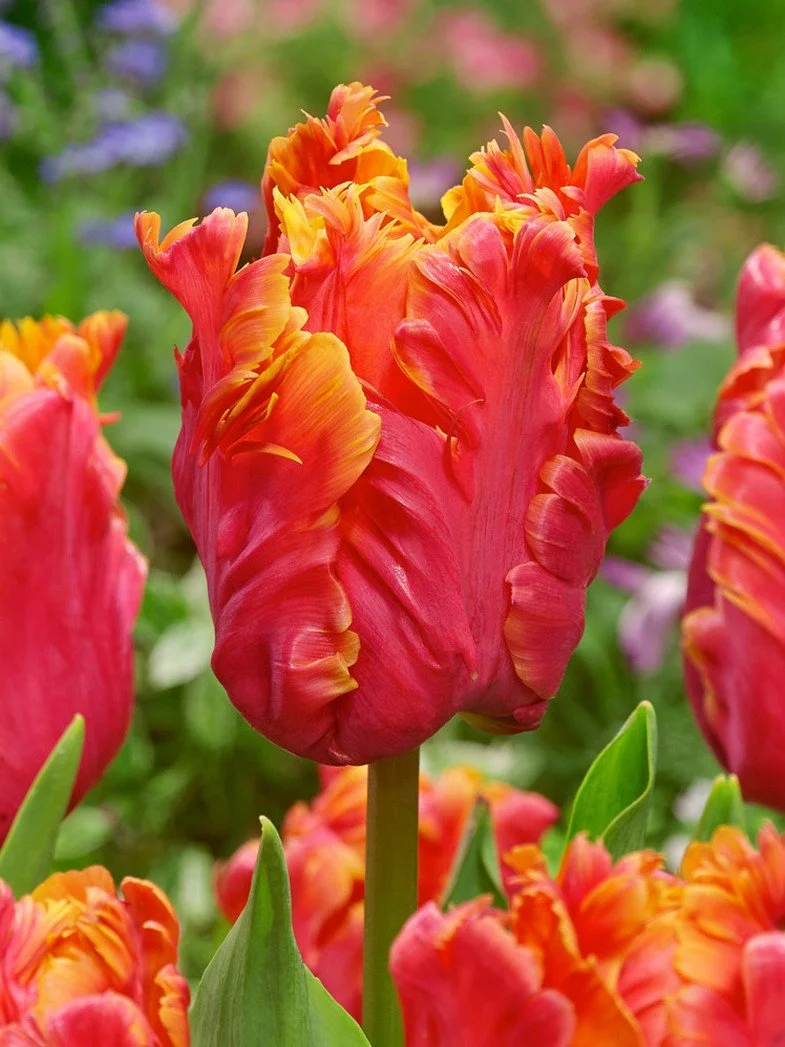 Tulip - Amazing Parrot