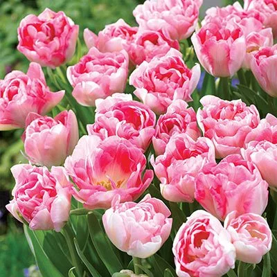 Tulip - Double Peony Angelique