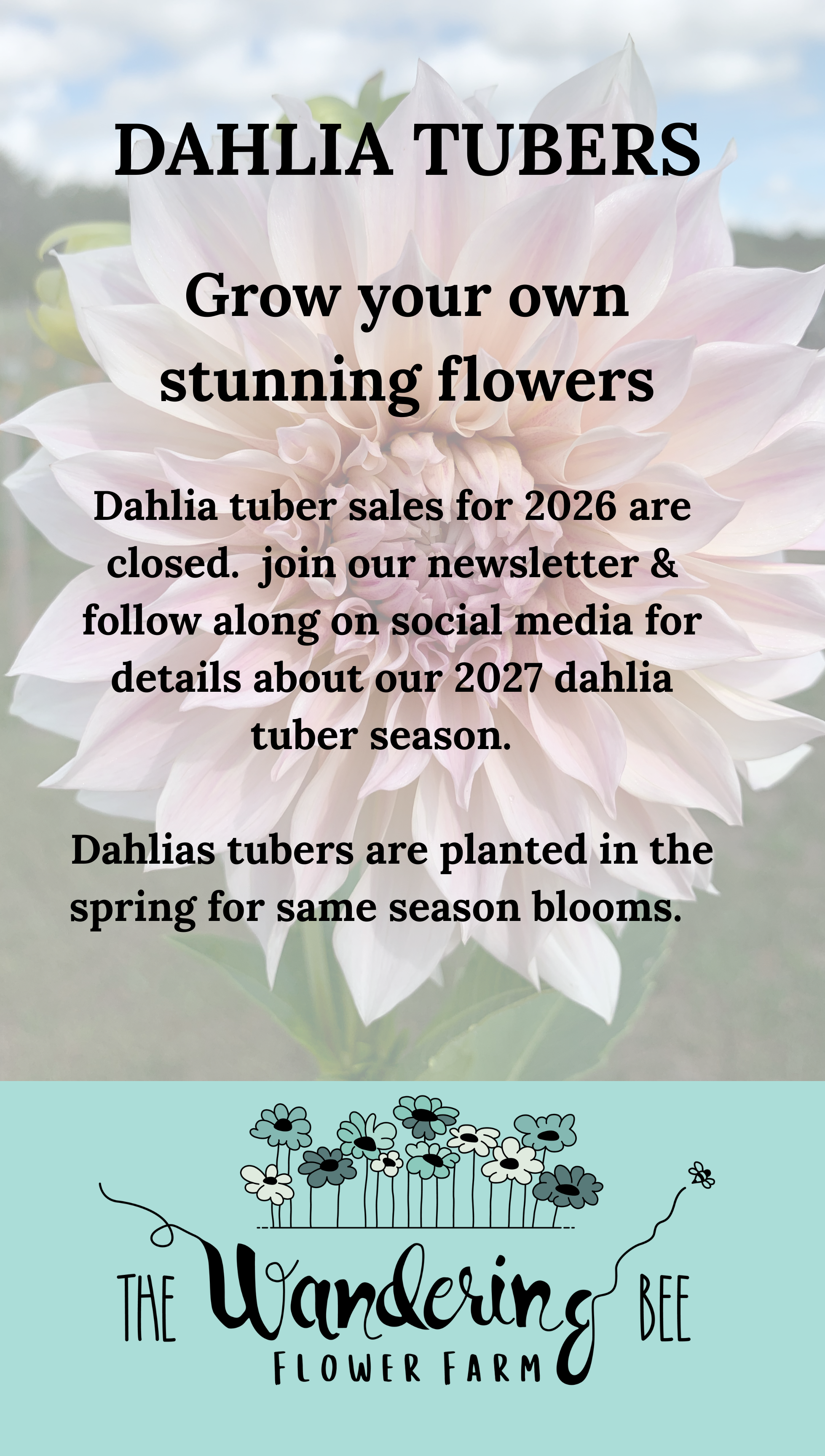 Dahlia Tuber Sale 2026 (24 x 36 in) (20.4 x 36 in).png