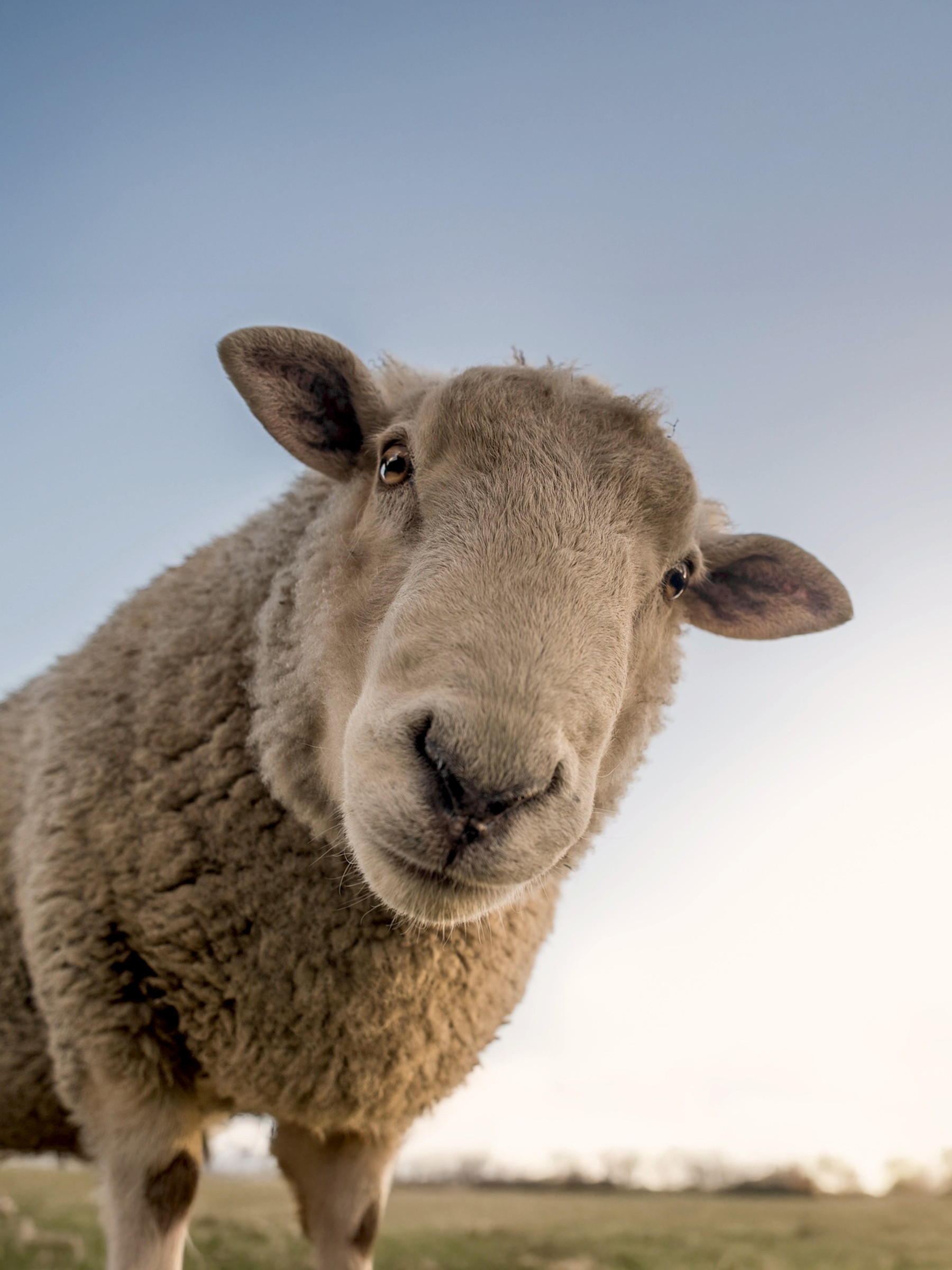 Vibe-PendryNatirar-Sheep-1.png