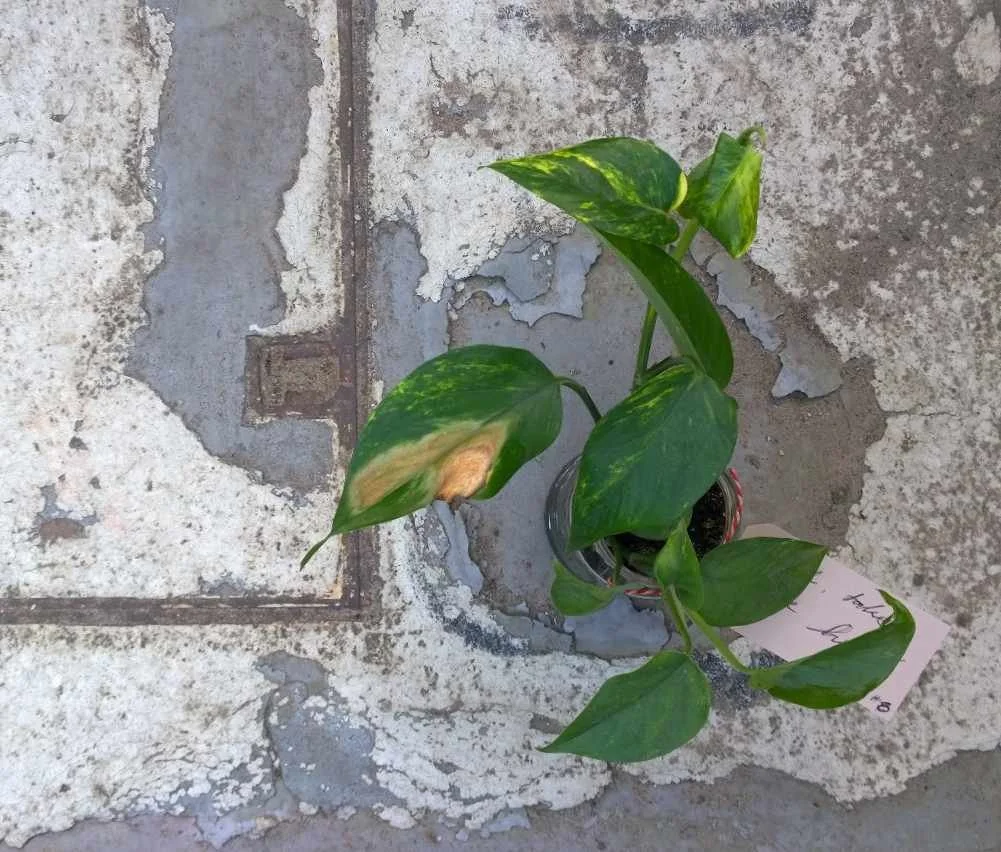 2026_04 _kerstin kary_green friends_ plant_kreuzberg02.jpg