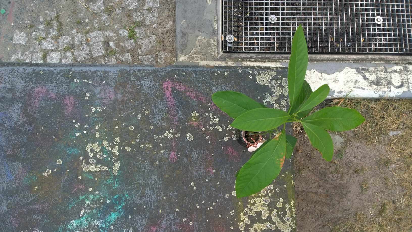 2026_04 _kerstin kary_green friends_ plant_kreuzberg05.jpg