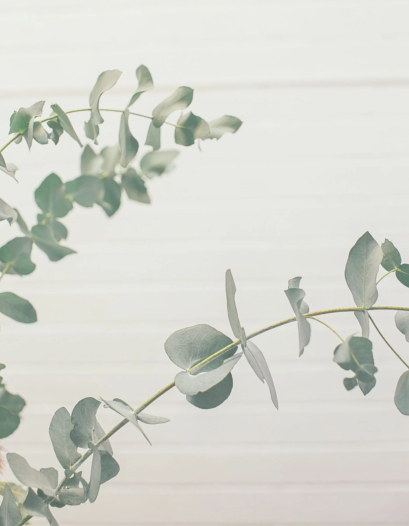 Eucalyptus leaves on a branch against a light, neutral background.