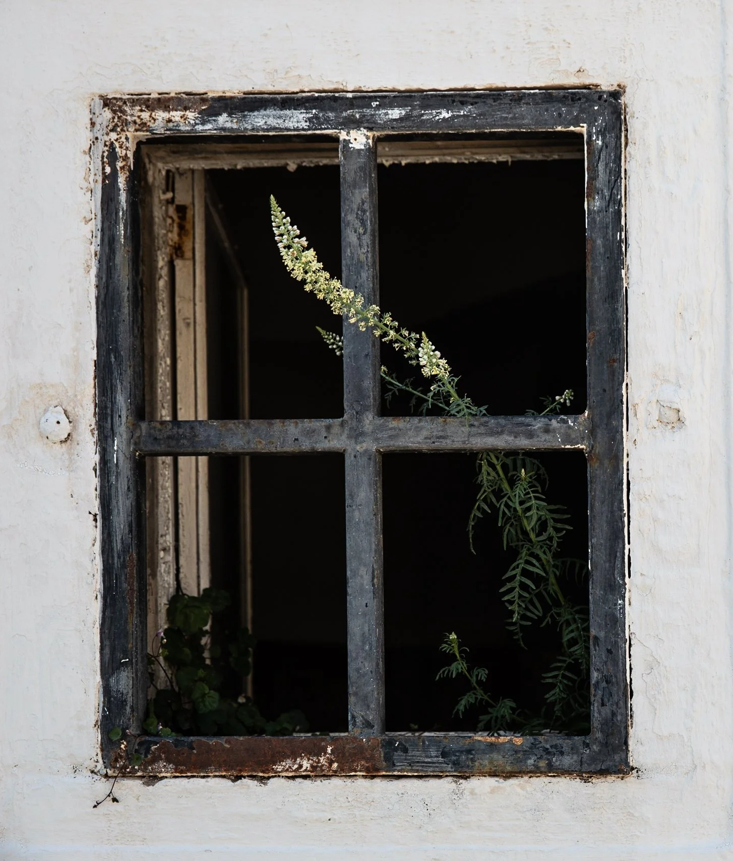 Breaking Free, Locorotondo, Puglia, Italia