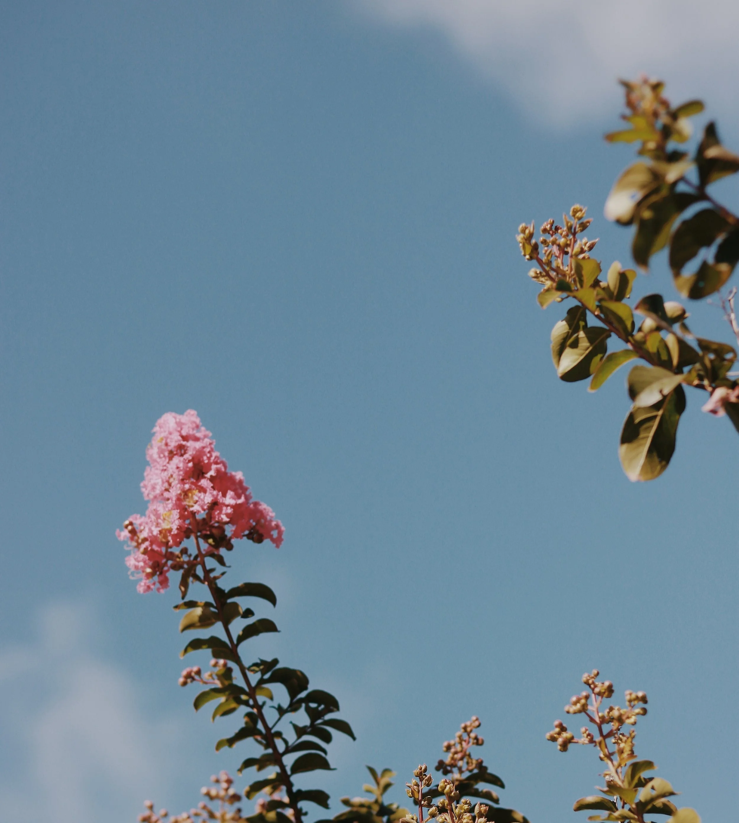Pink flowers and green leaves sprouting from a verdant tree