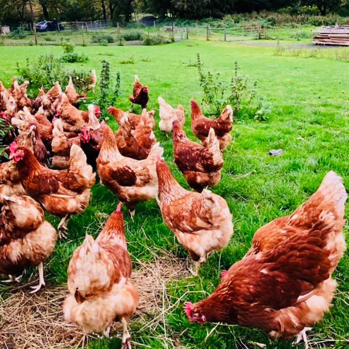 New Street Farm