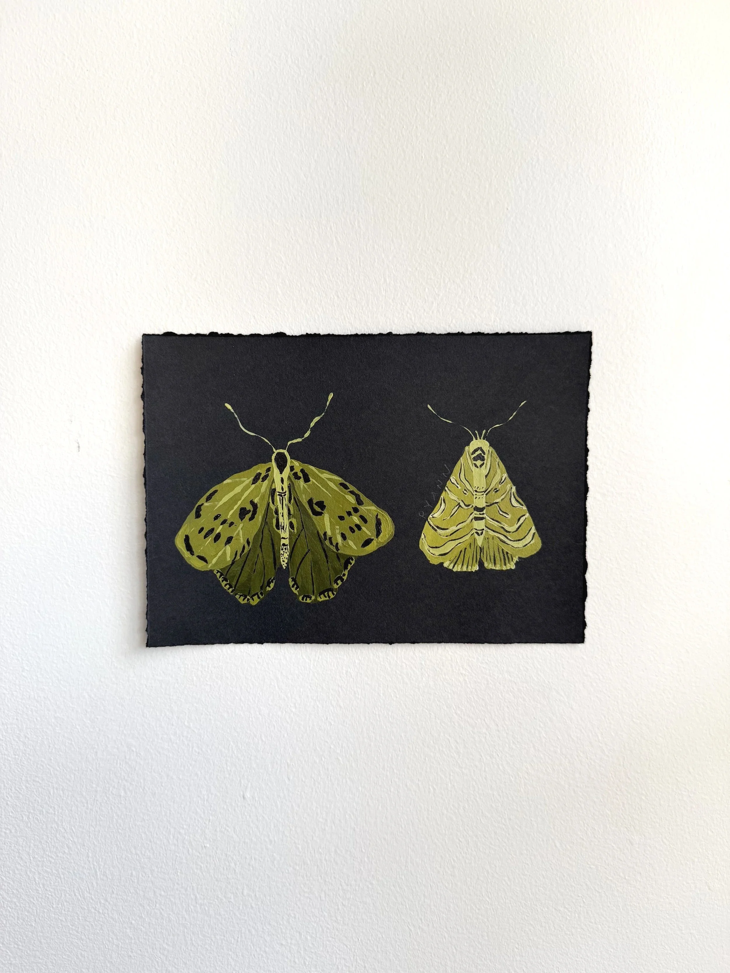 butterfly VII
