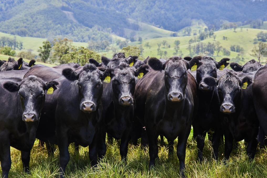 the land _ premium cattle _ premium prices.jpeg