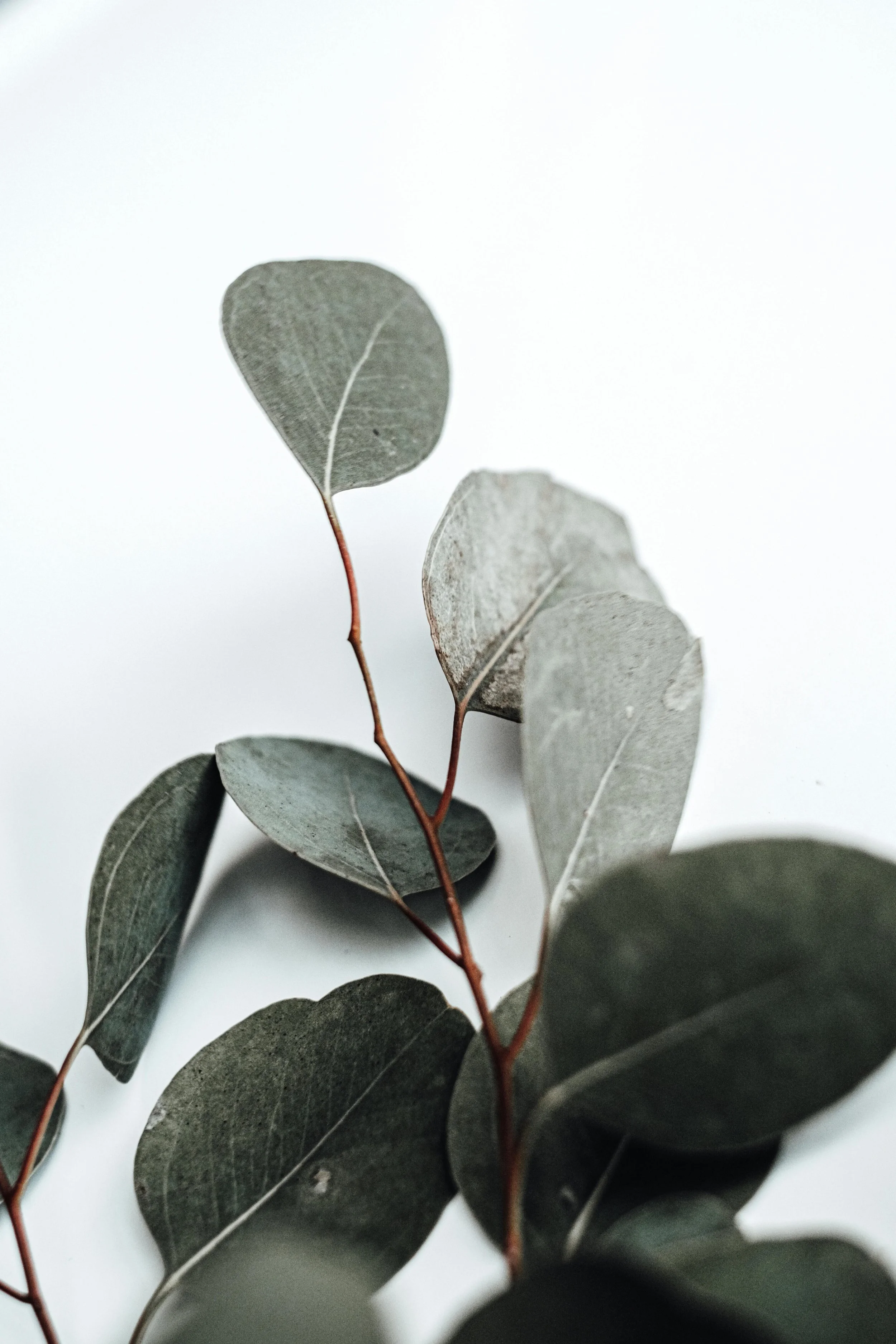 soothing greenery