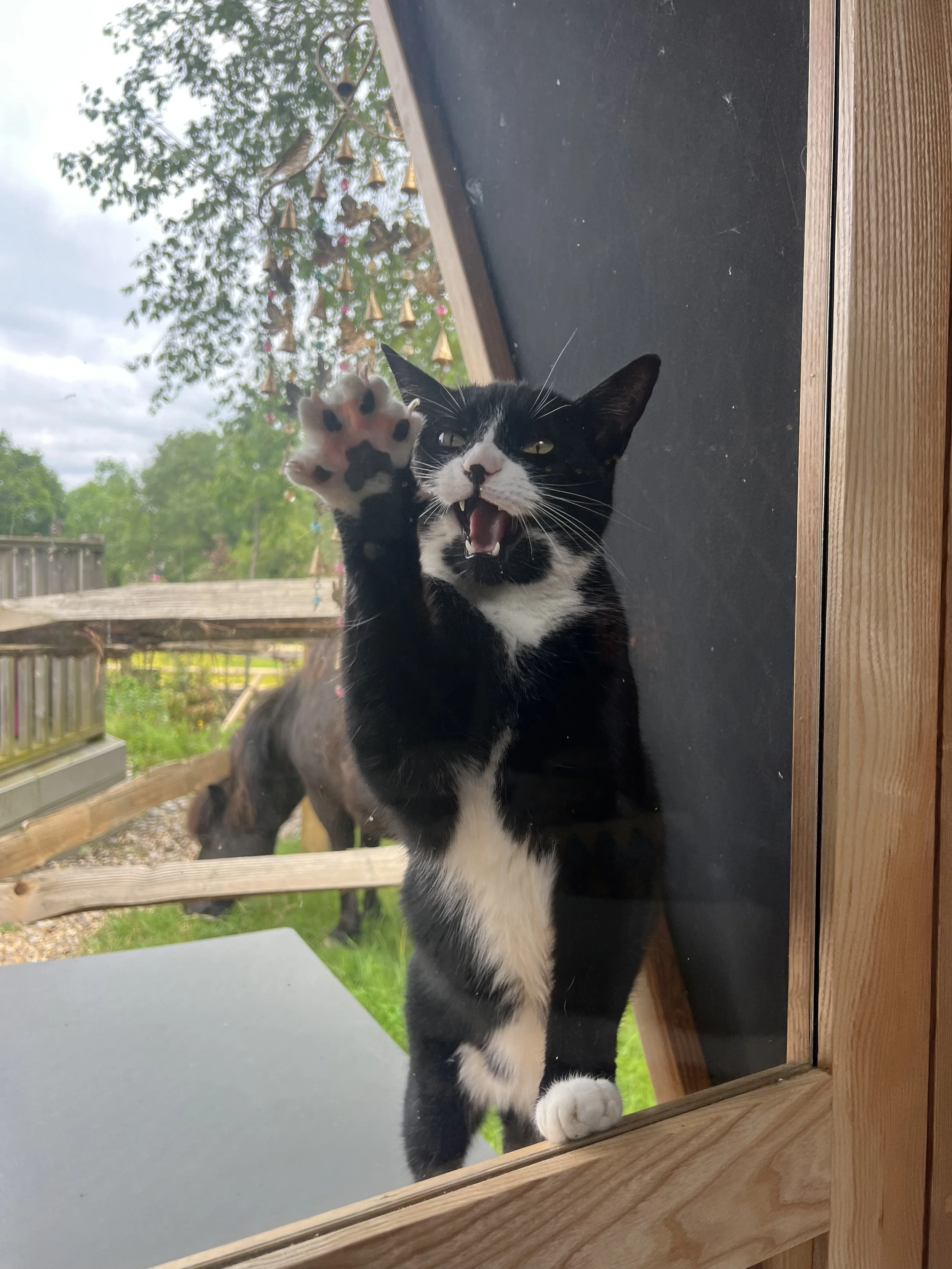 FELINE HEALING FREQUENCY 