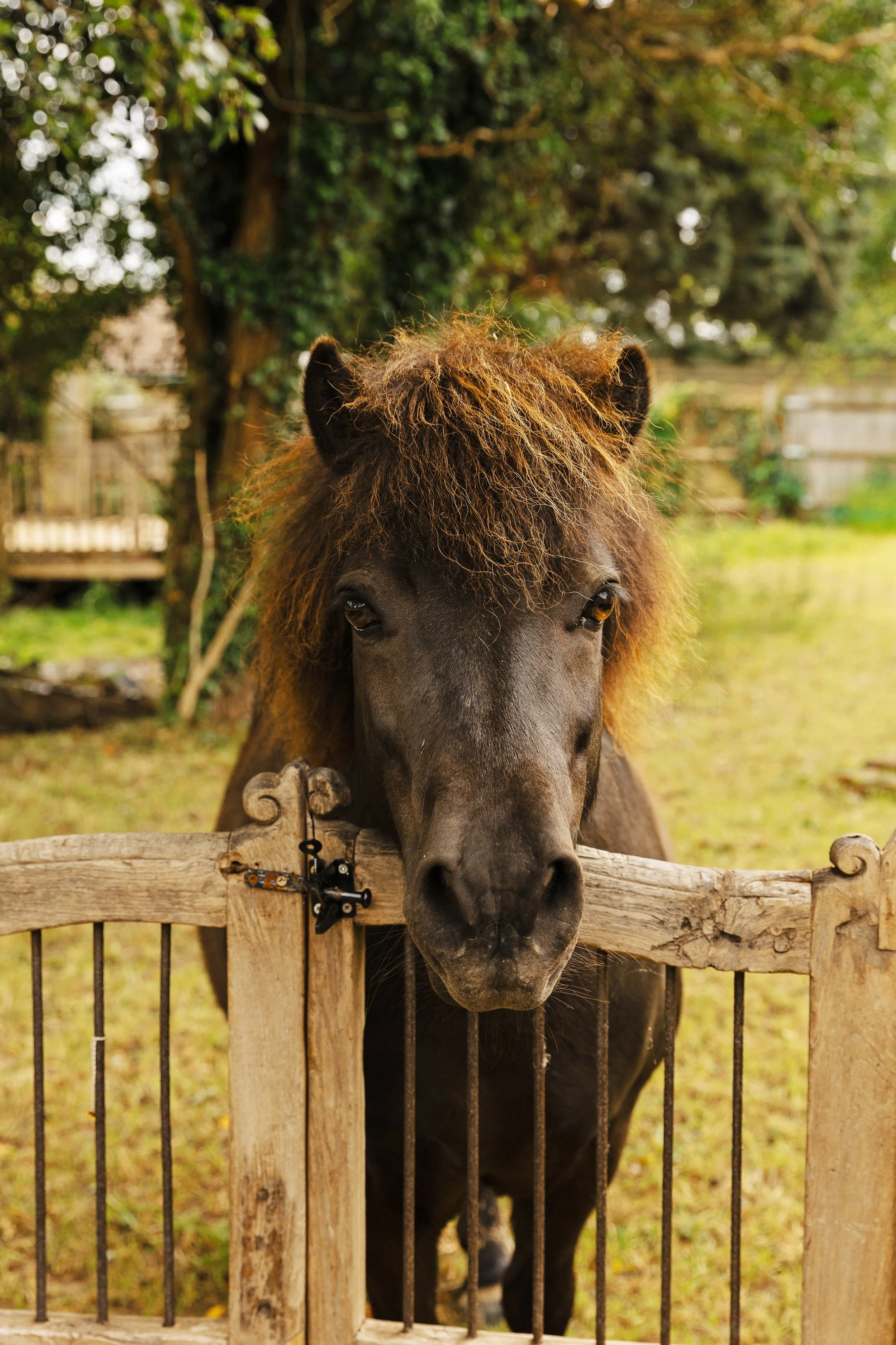 animals experience in west sussex