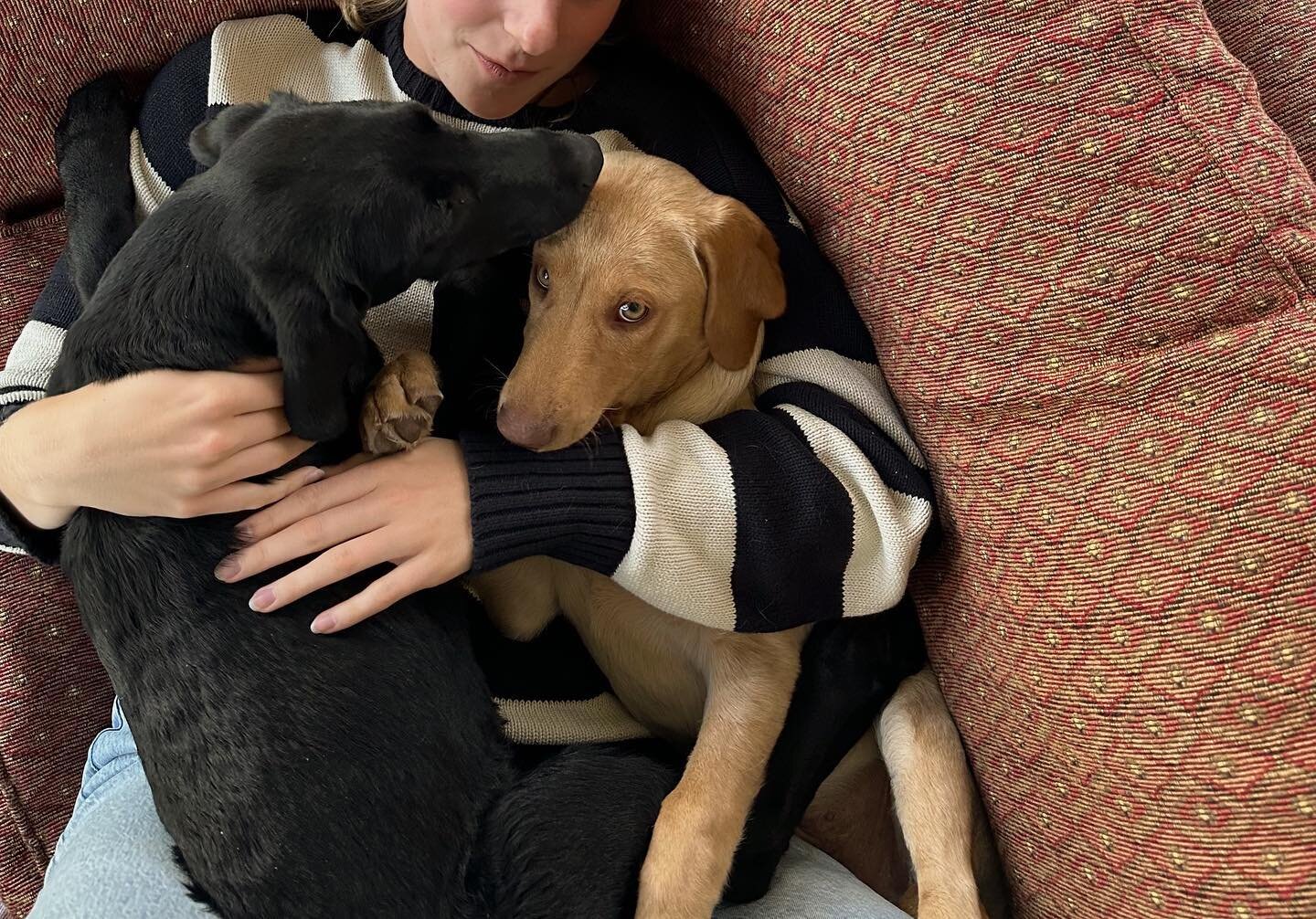 my babies