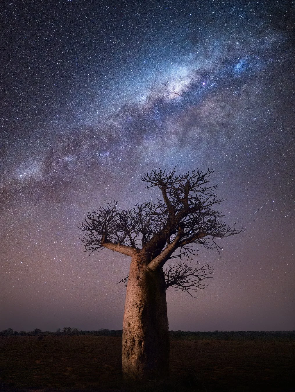 lonely baobab.jpg