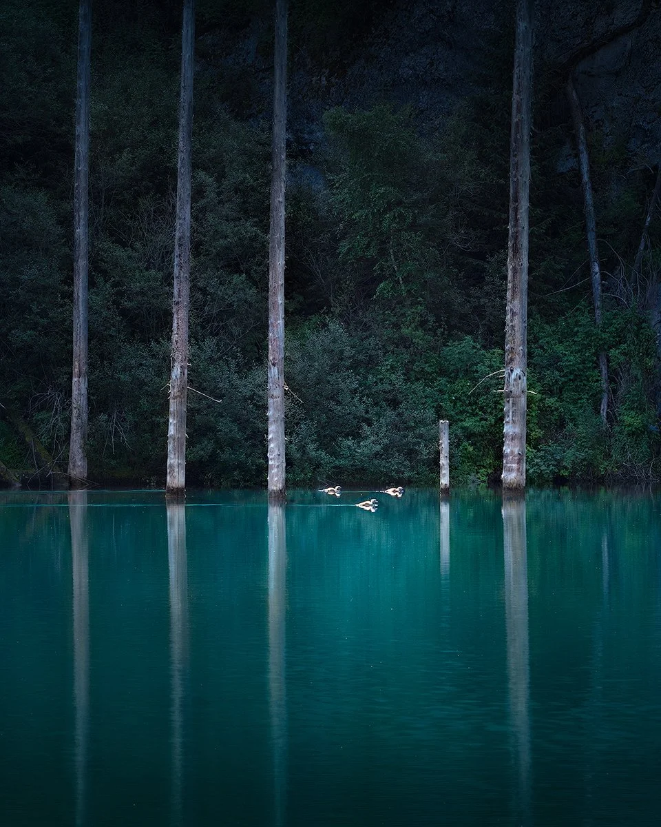 Blue-forest-2.jpg