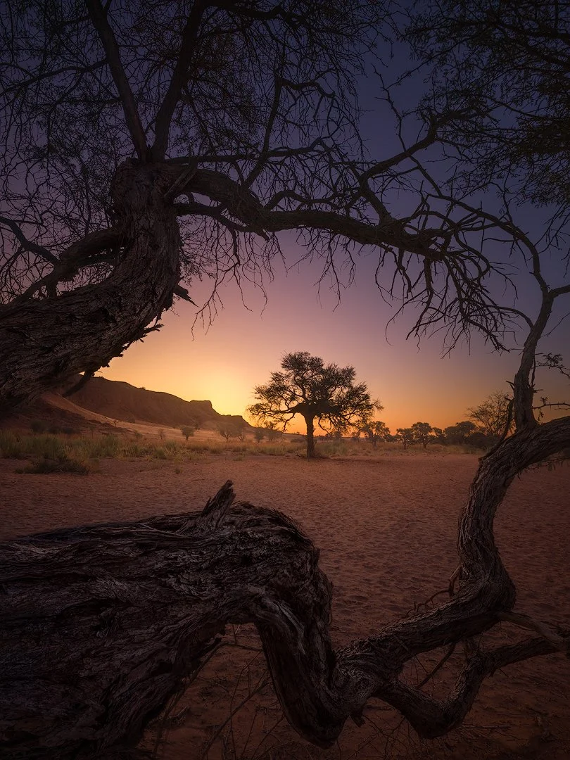 the dance of the trees_low res_Hasselblad X1D.jpg