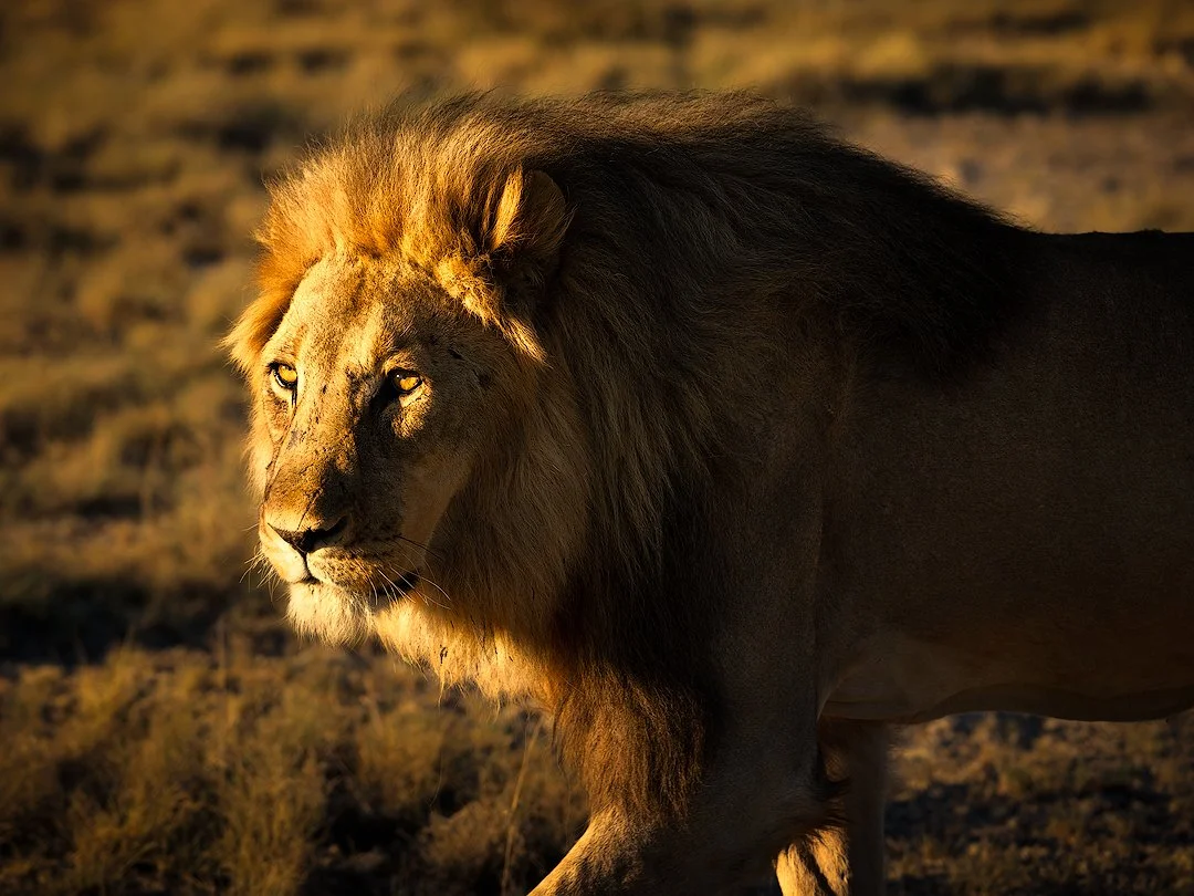 Behind a fiery look  low res_Hasselblad X1D .jpg