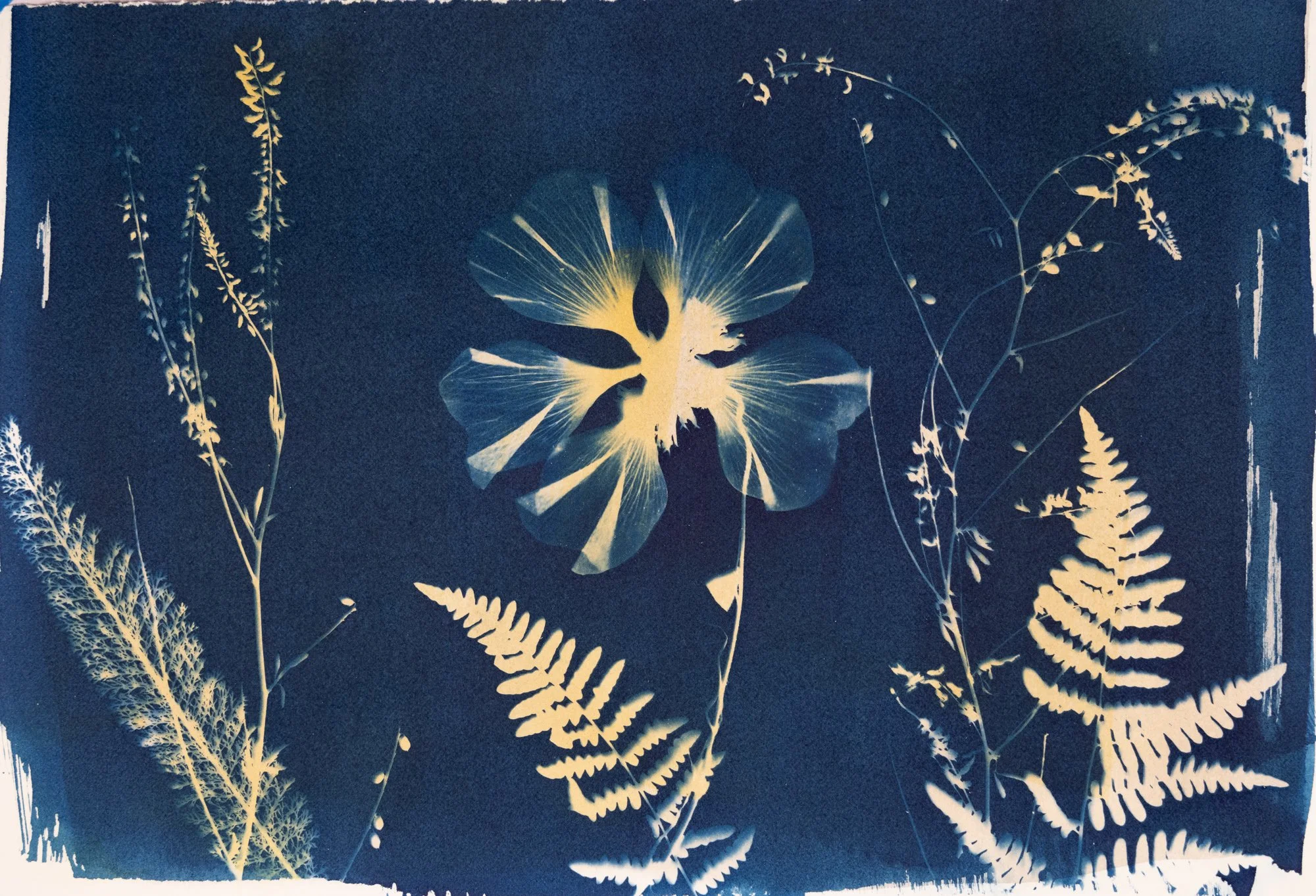 Cyanotypes SARAH MARTINY cyanotypes-sarah-martiny