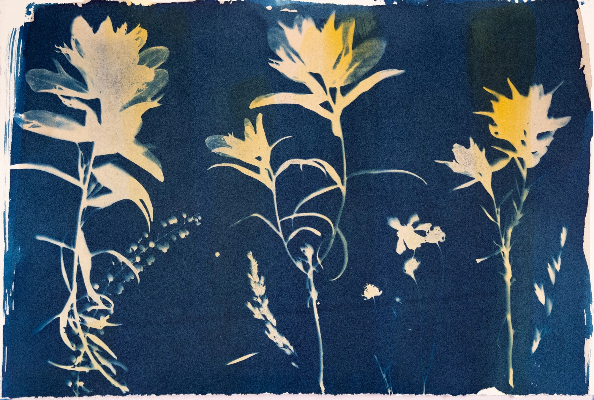 Paintbrushes, cyanotype with red wine and turmeric, 11.5 x 7 inches