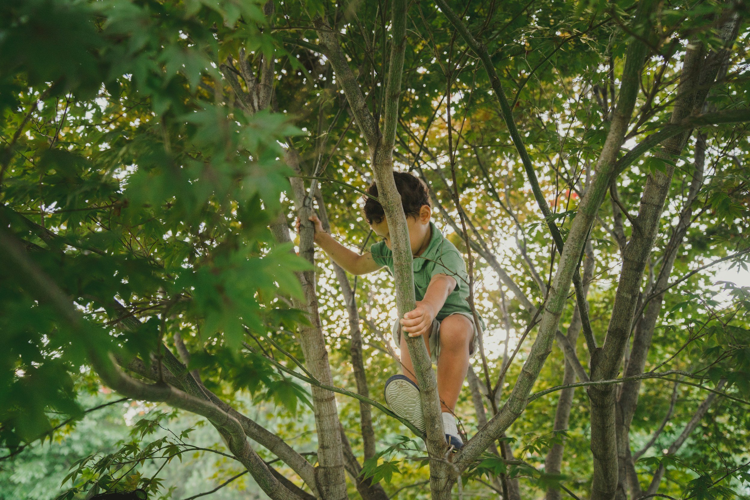 Why We Let Kids Climb Trees: The Power of Managed Risk