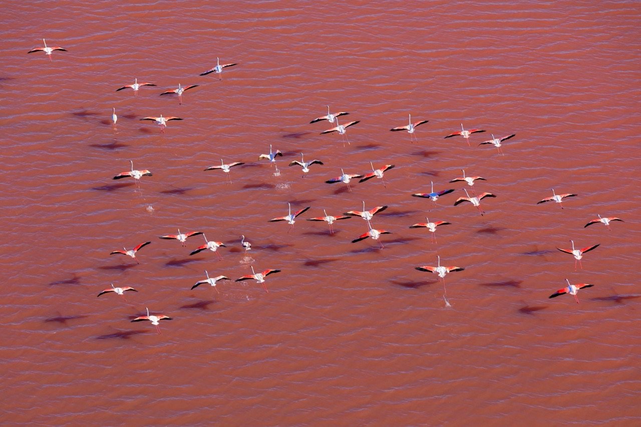  Catch a rare sighting of flamingos gliding over the pink salt pans of Salin-de-Giraud 