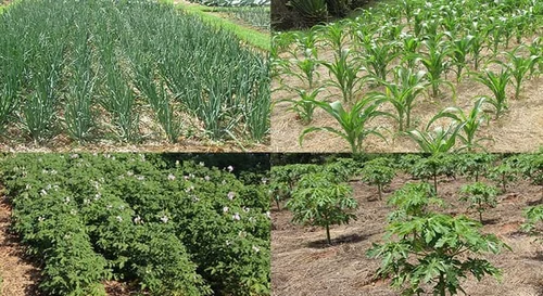 Farming God's Way — Creation Stewards International