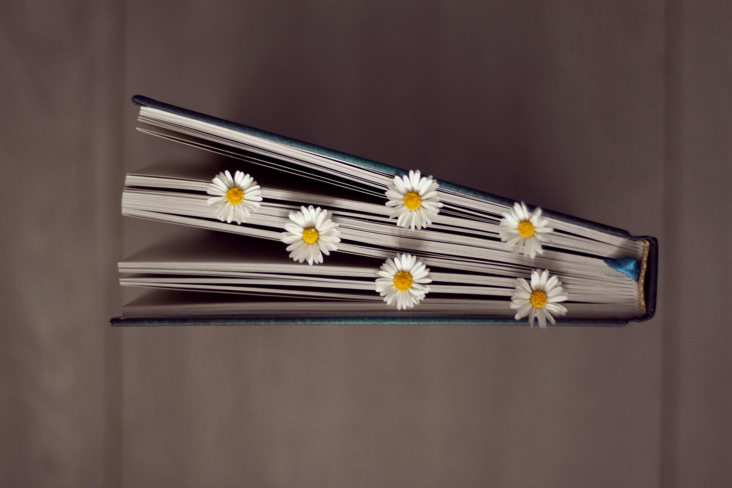 An open book with white daisies on its pages, positioned on a neutral background.